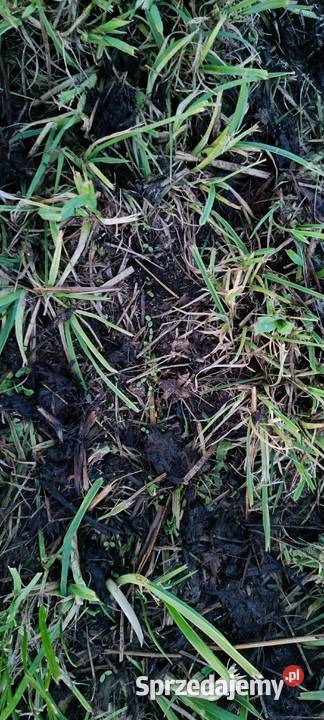 Siewnik do podsiewu traw łąk nieuszkodzony Morawin