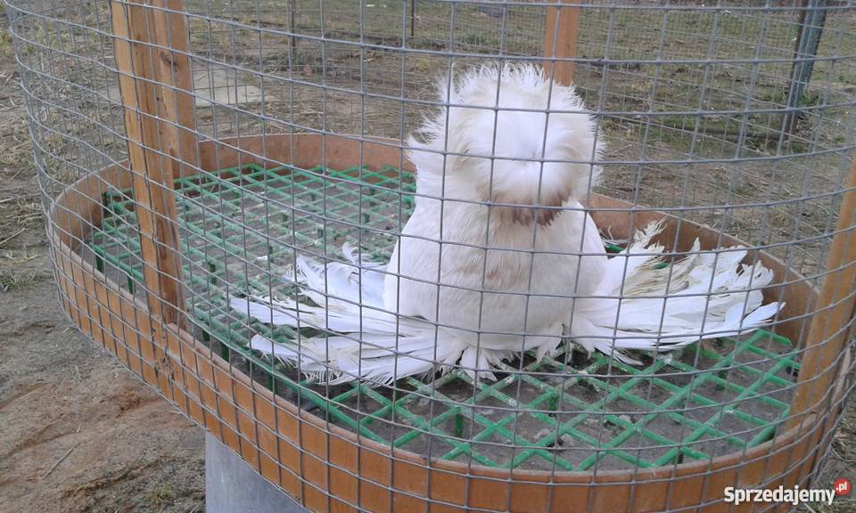 Turkot bucharski mazowieckie Mogielnica