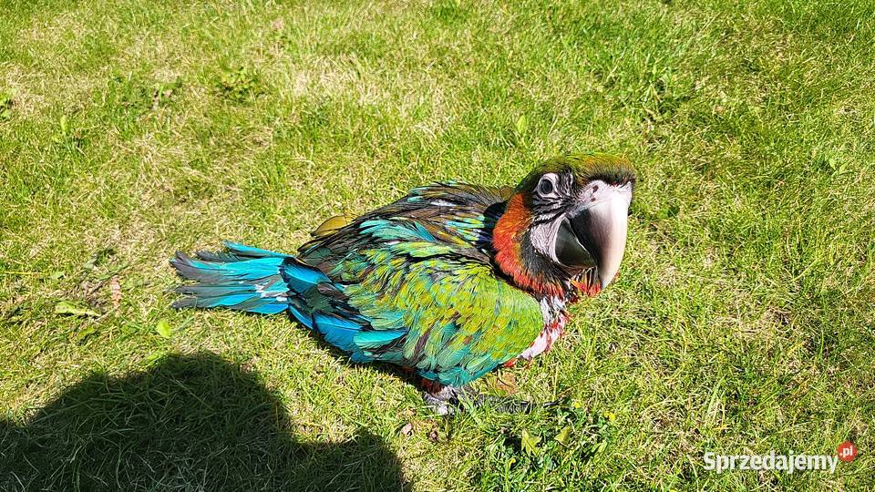 Papugi Ara Harlequin młode Jaworzno sprzedam