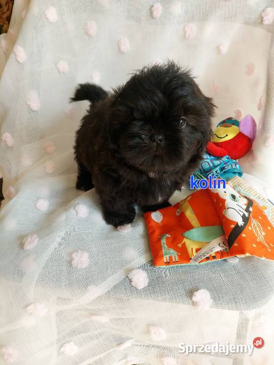 Shihtzu Shih Tzu Częstochowa