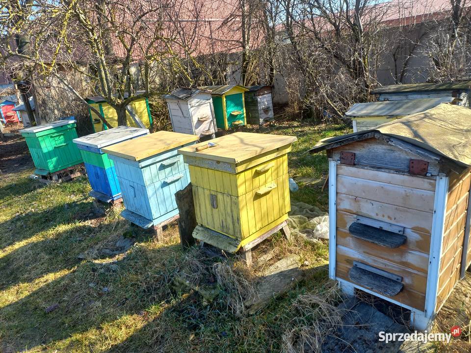 Sprzedam pszczoły z ulami