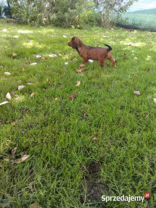 Alpejski Gończy Krótkonożny Kłodzko
