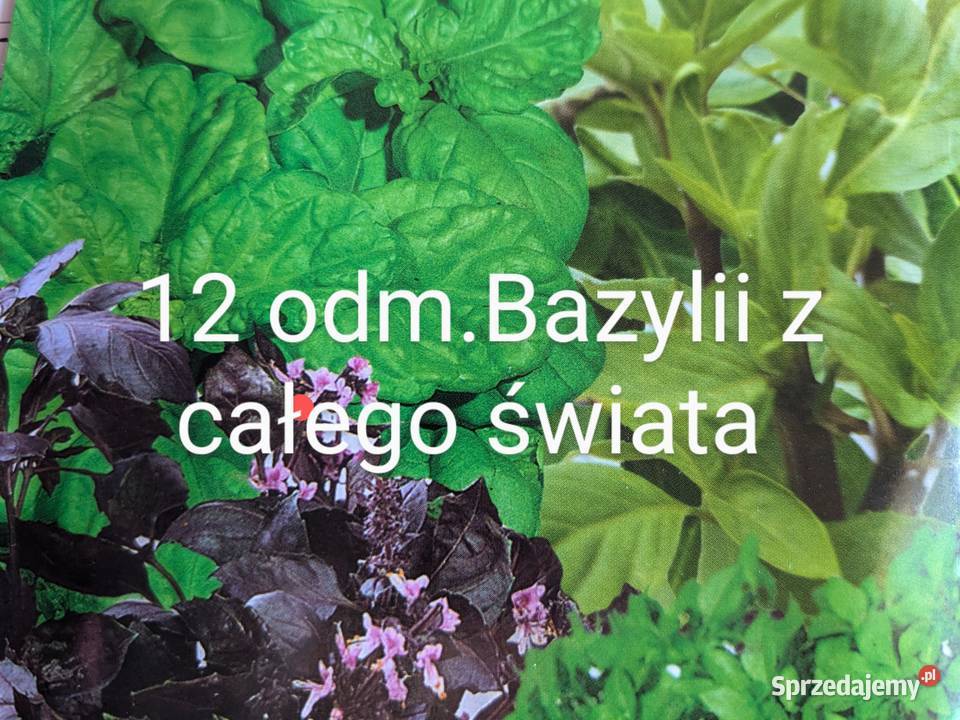 Ogórek sałatkowy długi 40 Longo nasiona Nasiona