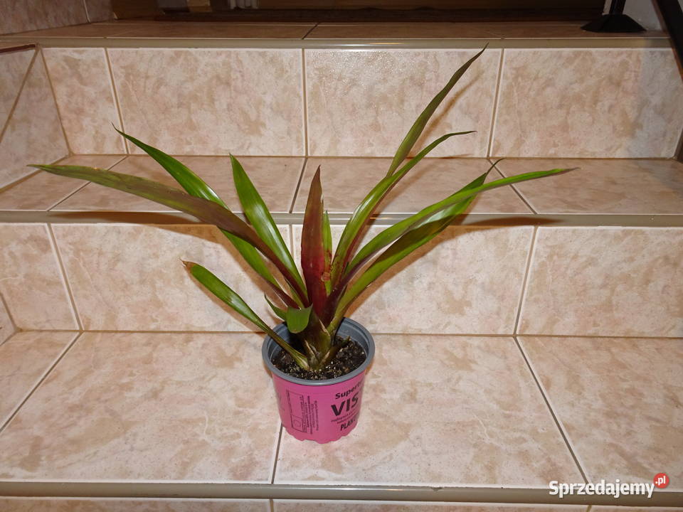 guzmania bromelia Warszawa