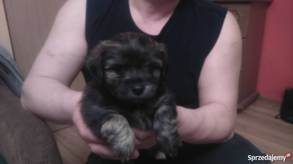 pieski rasy mieszanej maltańczyk z yorkem Garwolin