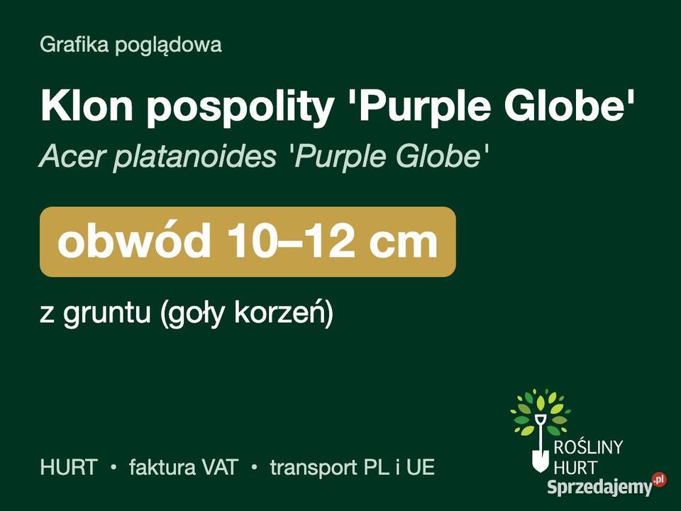 Klon pospolity Purple Globe obwód 1012 z gruntu