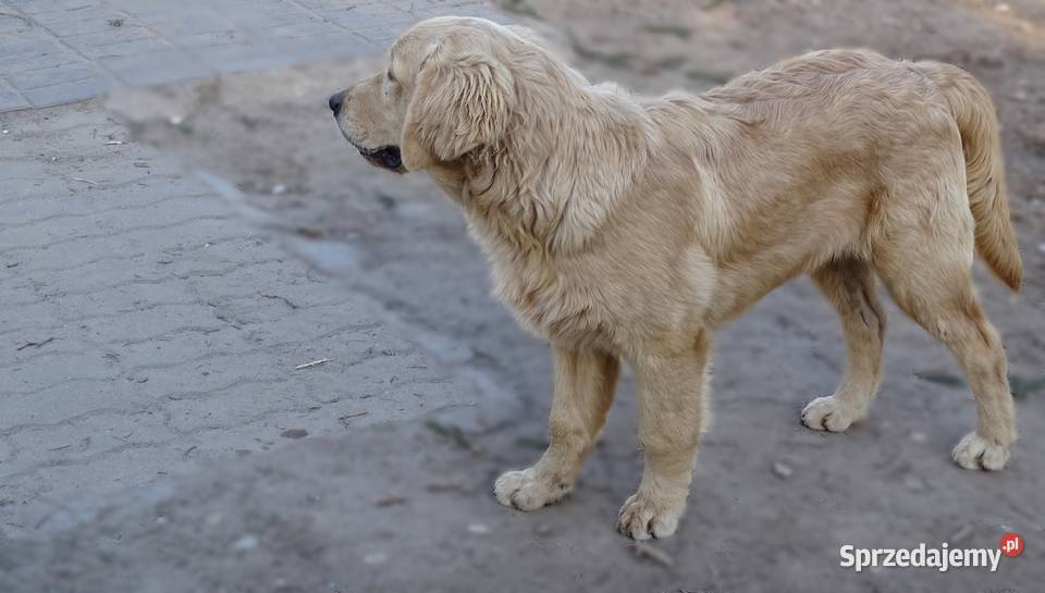 Golden retriever Przysucha sprzedam