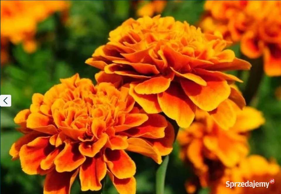 Aksamitka nasiona HURT 1 Poplon Przedplon podkarpackie Alfredówka sprzedam