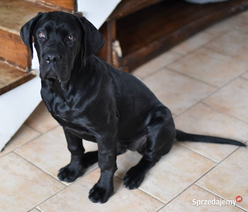 Suczka szuka domu Dobczyn