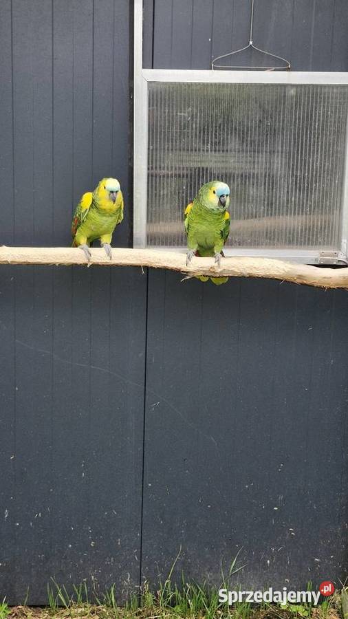 Amazonka niebieskoczelna aestiva xanthopteryx Ptaki Zakrzów Turawski