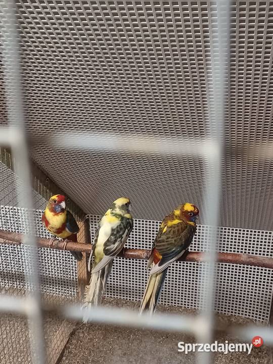 Rozelle królewskie sprzedam