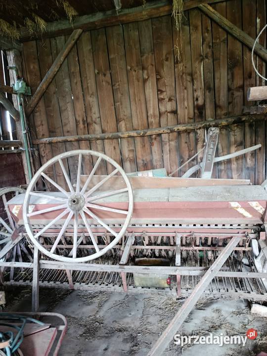 Siewnik śląskie Cieszyn