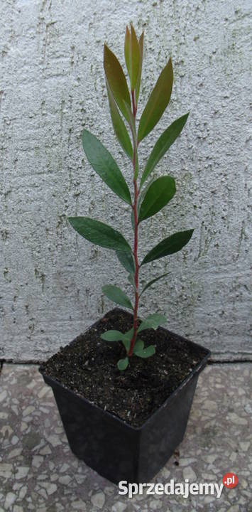 KUFLIK CYTRYNOWY sadzonki w doniczkach kujawsko-pomorskie Ustronie sprzedam