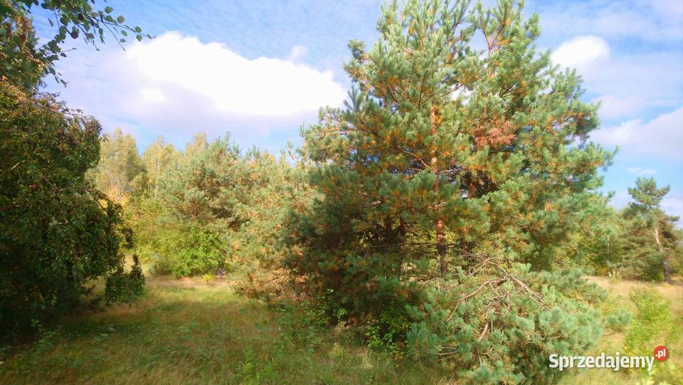 Sprzedam działkę budowlaną o pow 1055m2 z Popielżyn-Zawady sprzedam