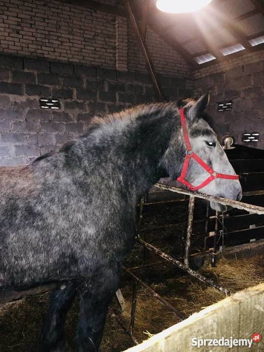 Do sprzedania klacz percheron Dalnia