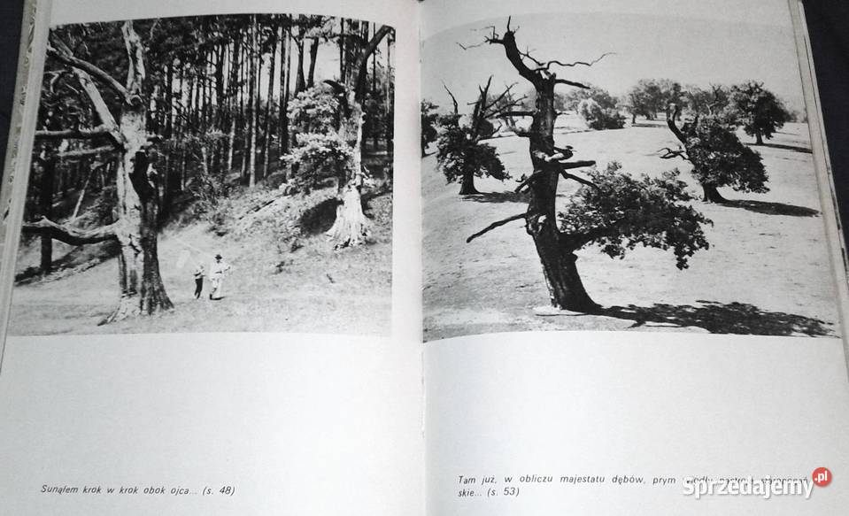 Mój ojciec i dęby Arkady Fiedler