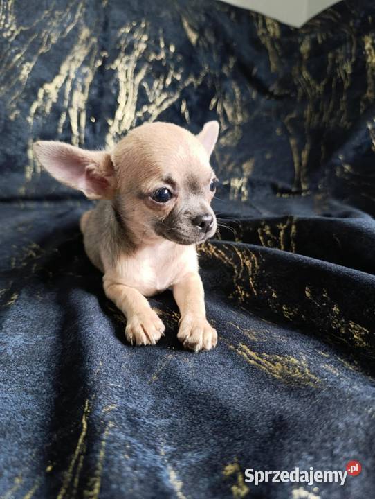 Suczka krótkowłosa chihuahua Szczaworyż