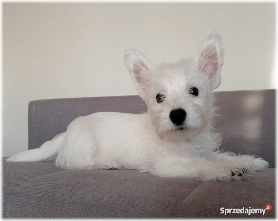 West Highland White Terrier DNA CMO0 westie 2025 Częstochowa