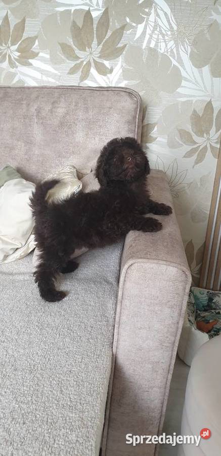 Pies pudel toy miniatura Szarlejka