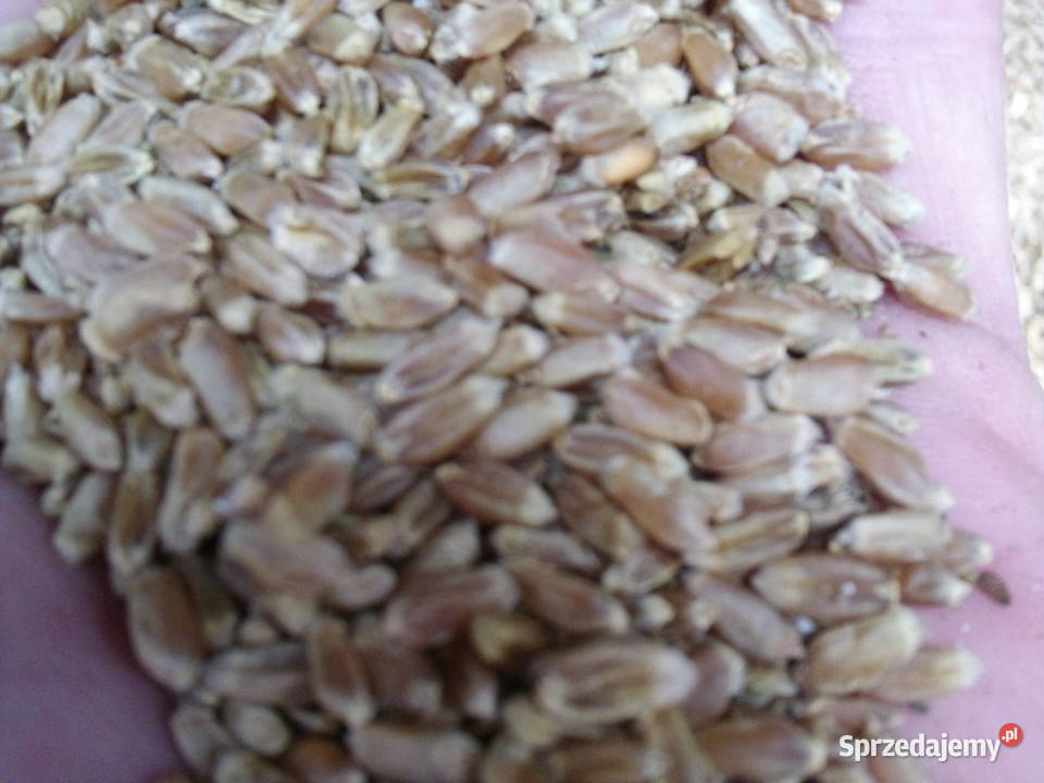 nasiona łubin żółty Baryt żyto jare Bojko sprzedam