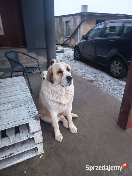 szczeniaki owczarek środkowoazjatycki pieski Czarnożyły