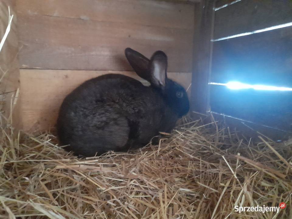 sprzedam królika samca Radlna