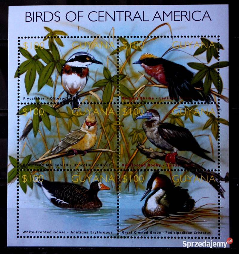 Gujana ptaki Oborniki