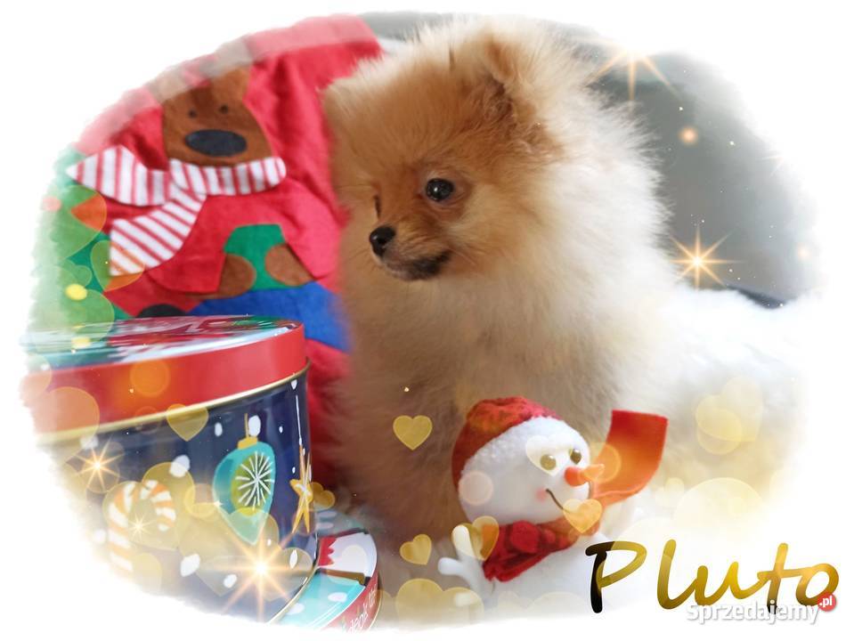 Z Bajki Mały puszysty PLUTO Do Odbioru Zwierzęta Wrocław