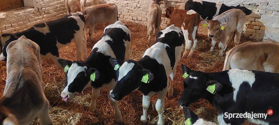 Byczki mięsne 60100 Kutno