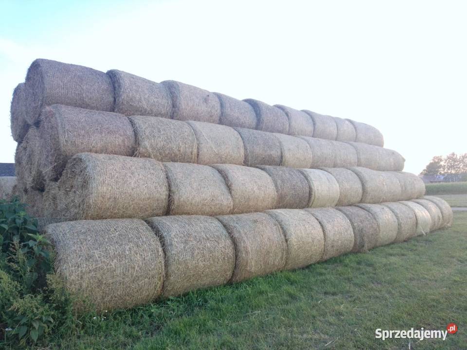 Sprzedam słomę belki zbite 120 owinięte siatka Kożuszki