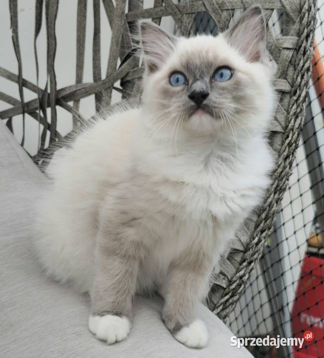 Ragdoll blue mitted Szczecin sprzedam