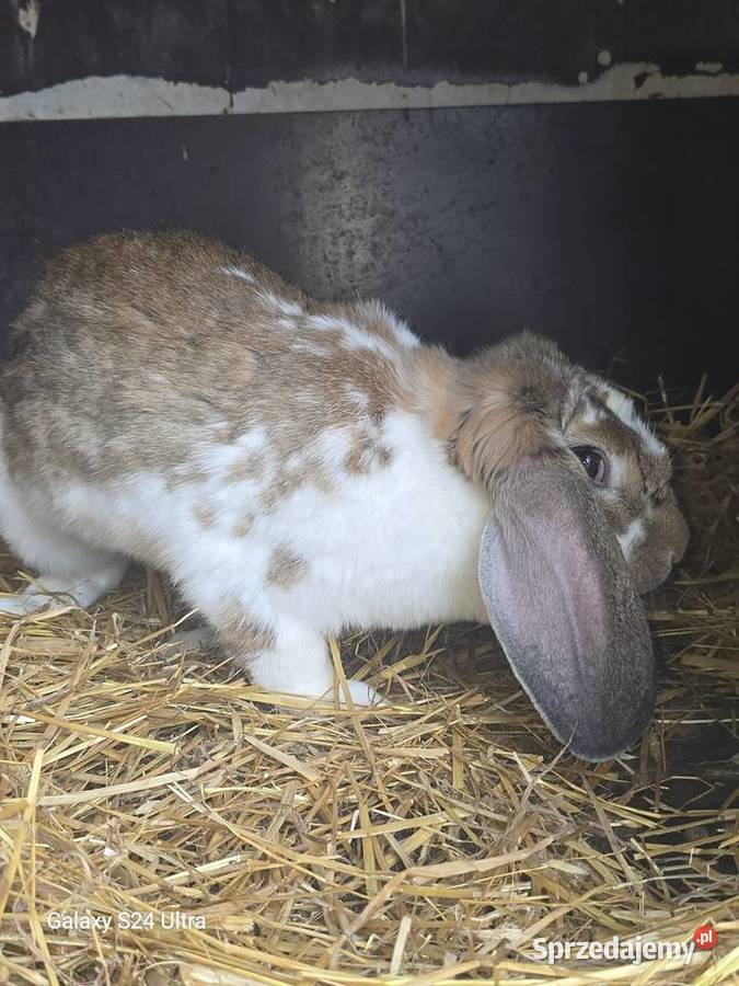 Króliki barany francuskie Pławna Górna