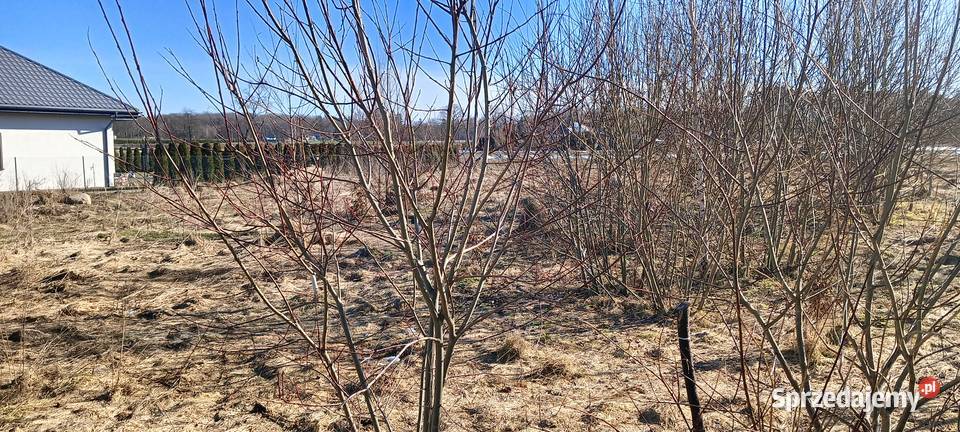 Działka z WZ w Górze k Wejherowa