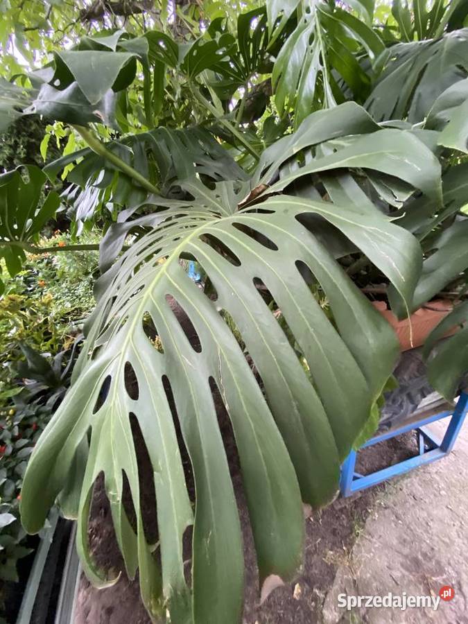 OGROMNA MONSTERA DELICIOSA ok 3 m kwitnąca i Wrocław