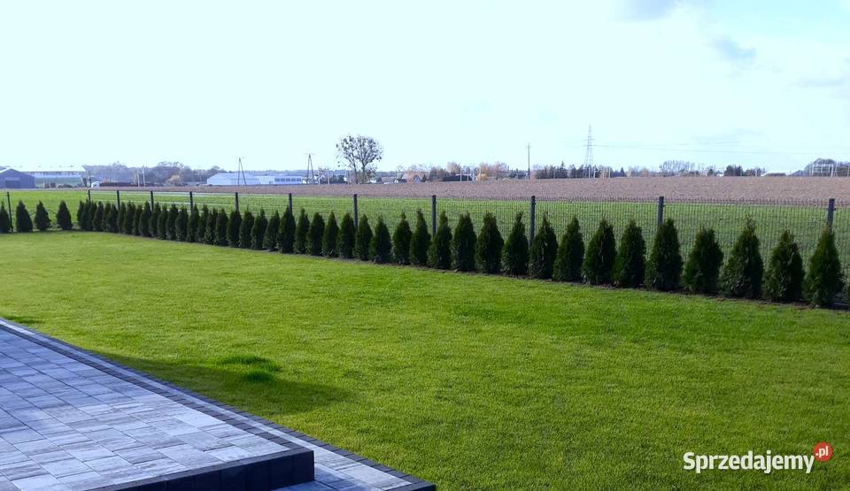 Tuje szmaragd wielkopolskie