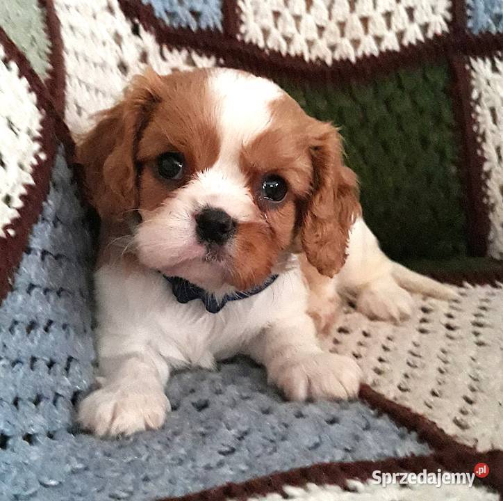 Samiec blenheim Cavalier king charles spaniel sprzedam