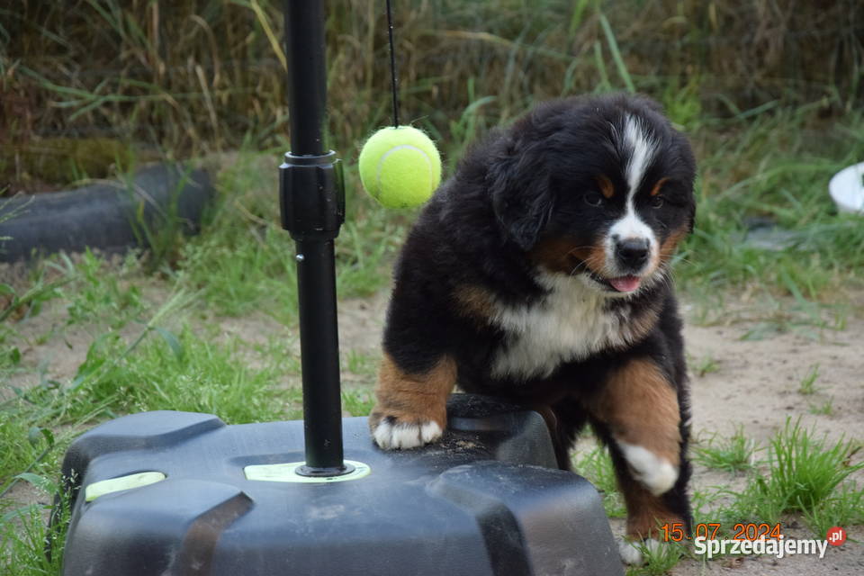 berneński pies pasterski zkwp śląskie Rogoźnik