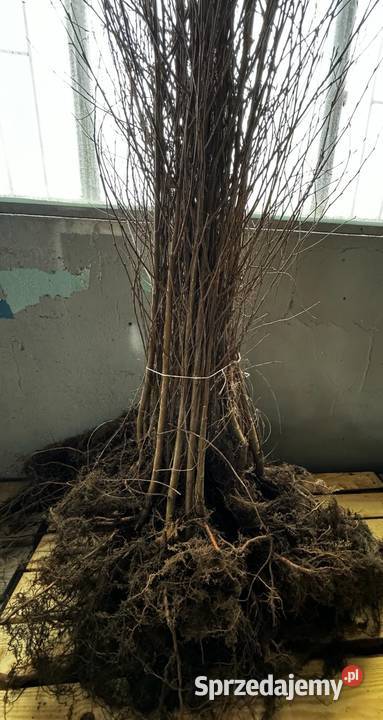 Brzoza Brodawkowata sadzonki 80120 SZKÓŁKOWANA Kielce