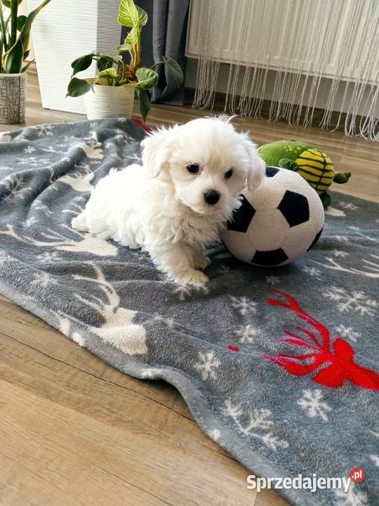 Maltańczyk szczeniaczek