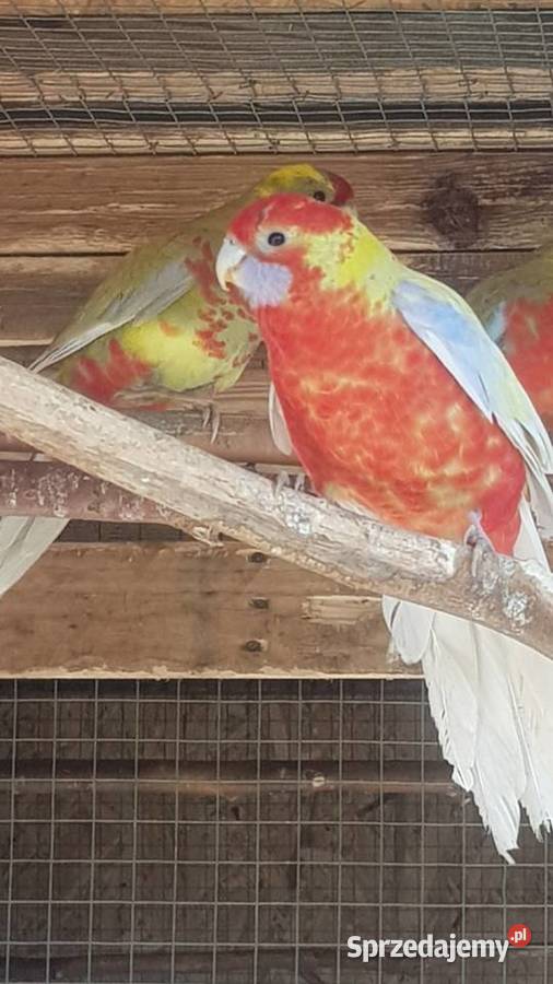 Rozella królewska Stare Babice sprzedam