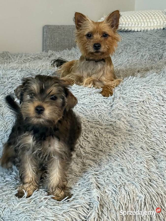 Piękny piesek York Psy Wysokie