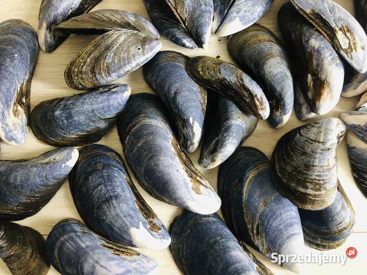 Muszle muszelki muszla ozdobne egzotyczne Dekoracje i ozdoby Łódź