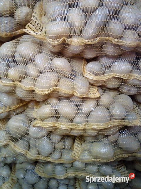 Ziemniaki jadalne i paszowe Gać