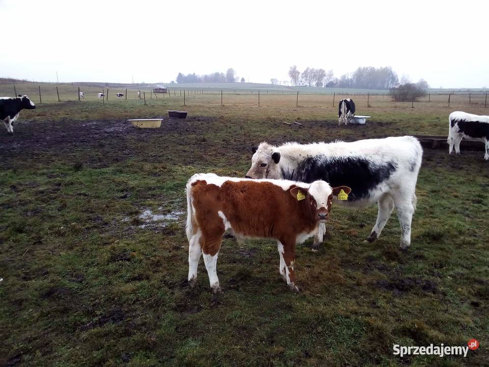 Odsadki Byczki Jałowki Białogrzbiete Iłowiec sprzedam