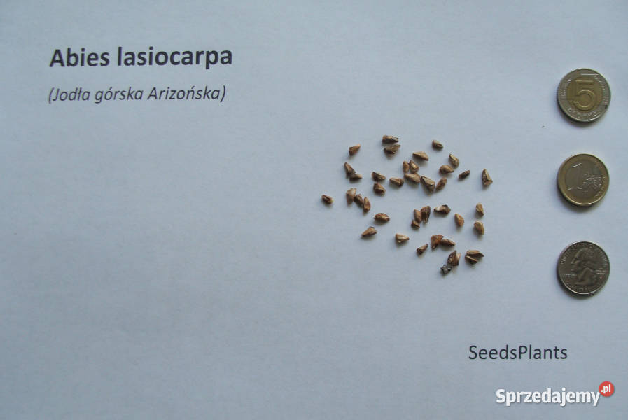 JODŁA GÓRSKA ARIZOŃSKA Abies lasiocarpa NASIONA Lubanie sprzedam