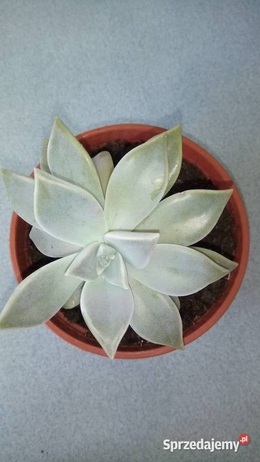 Aloes leczniczy Warszawa