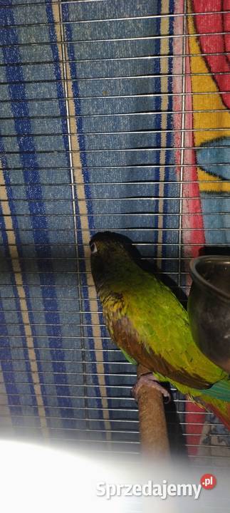 Rudosterka Zielonolica