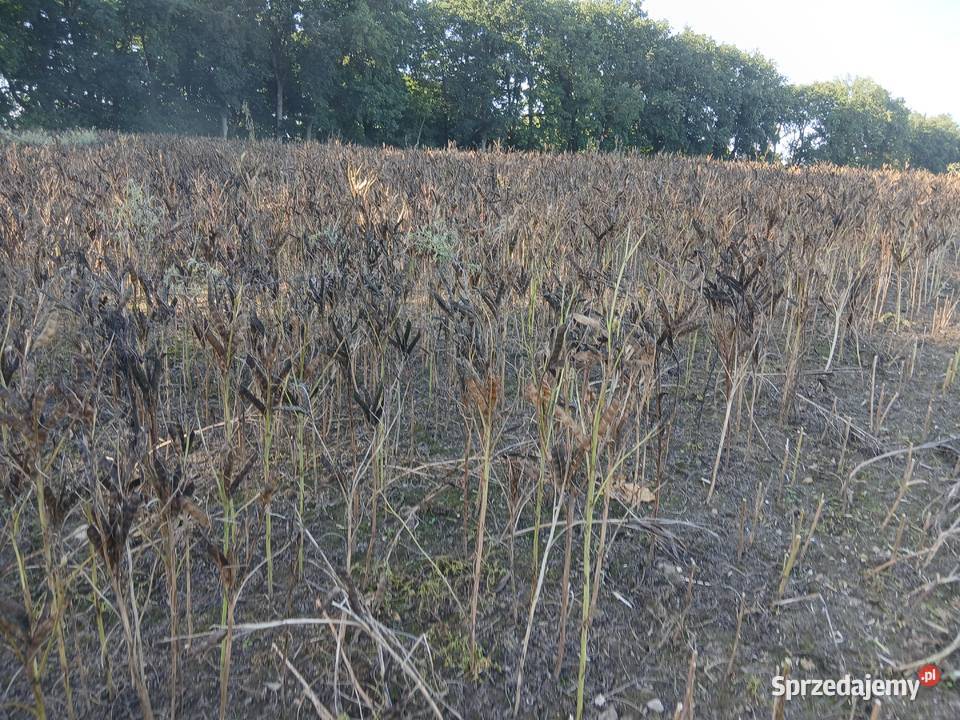 Sprzedam łubin Butan Rożnowo sprzedam