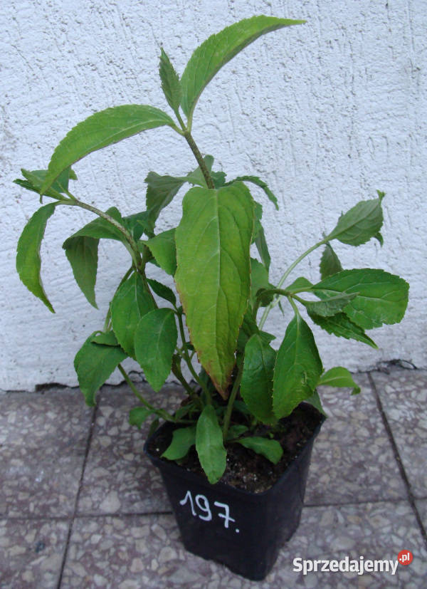 HORTENSJA PIŁKOWANA Blue Deckle sadzonki w Ustronie