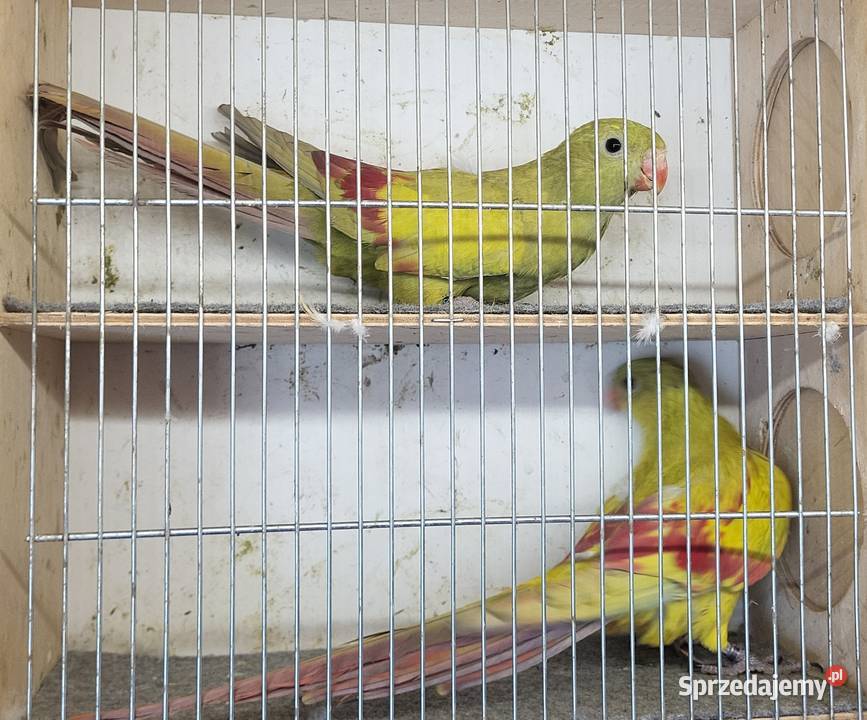 Sprzedam papugi rozelle królewskie górskie Nowy Sącz